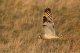   Short-eared Owl (Asio flammeus flammeus)
